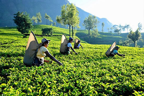 Tea culture